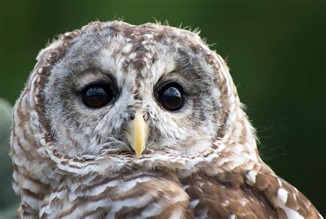 Owl’s Eye Color, What Does It Mean? - intoBirds