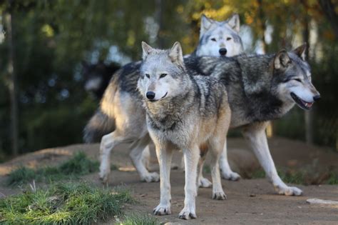 Oregon's Newest Wolf Pack May Be Growing | OutdoorHub