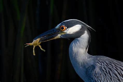 Night Heron Departures — ABNC