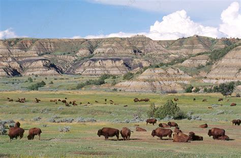 Bison Herd - Stock Image - C014/3173 - Science Photo Library