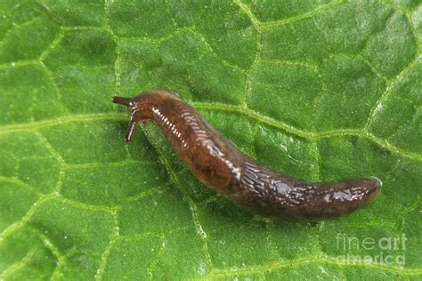 Common Garden Slug Photograph by Ezume Images - Fine Art America