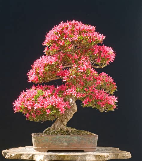 Great Azalea Bonsai Tree Learn more here | earthysai