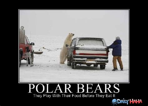 Polar Bear Funny Quotes. QuotesGram