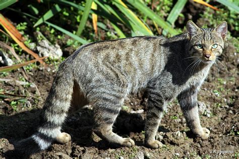 El gato montés reaparece en Vitoria-Gasteiz 14 años después Gasteiz Hoy