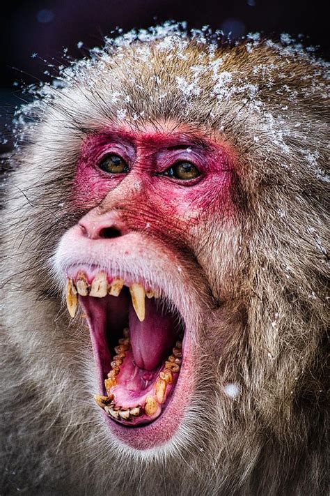 Japan Photograph - Snarling Snow Monkey - Japan by Stuart Litoff | Snow ...