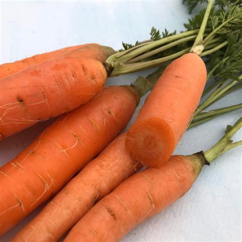 Danvers Carrot Organic Seeds – Hudson Valley Seed Company