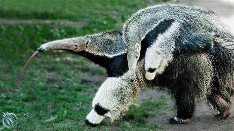 GIANT ANTEATER ─ Toothless Giant that Can Kill Jaguars Cougars and ...