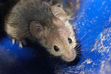 Types of Rodents - Common Rodents | Insight Pest Solutions