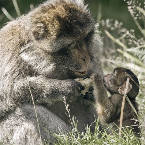 share | another old shot of the monkeys i visited at monkey … | Flickr