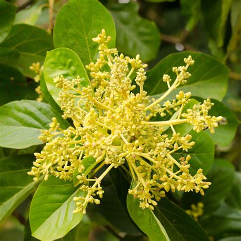 Avocado Blossoms & How The Tiny Flowers Produce Fruit