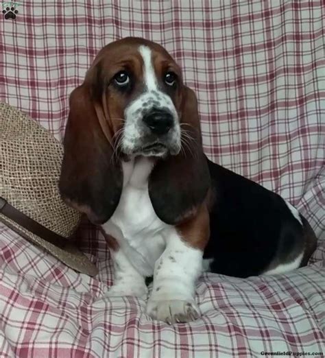 Basset Hound Puppies For Sale - Greenfield Puppies