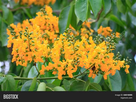 Pterocarpus Indicus Image & Photo (Free Trial) | Bigstock