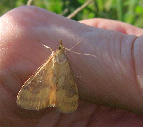 4949 -- European Corn Borer Moth -- Ostrinia nubilalis | Flickr