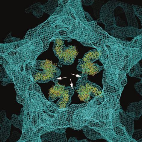 The atomic structure of the clathrin heavy chain N terminus and part of ...