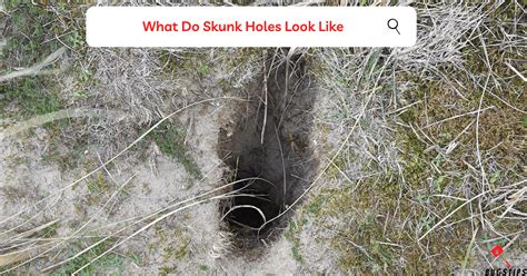 Skunk Holes | The Comprehensive Guide - BugsTips