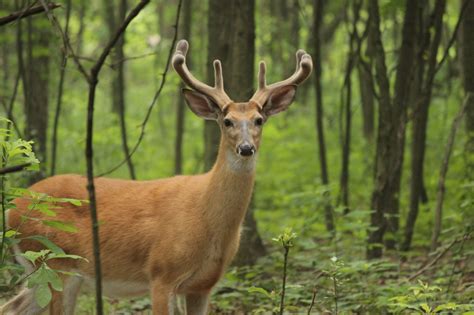 How Much Do You Know About Whitetail Deer Behavior, Patterns?