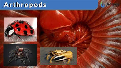 Arthropod - Definition and Examples - Biology Online Dictionary