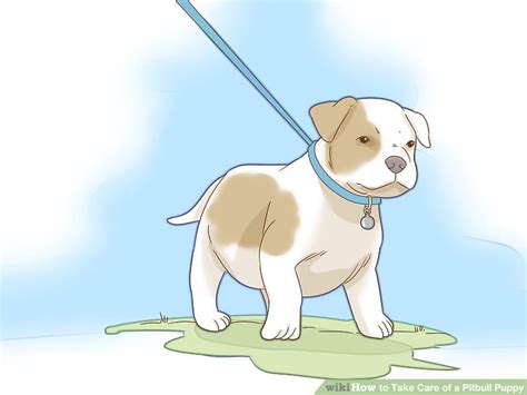 3 Ways to Take Care of a Pitbull Puppy - wikiHow