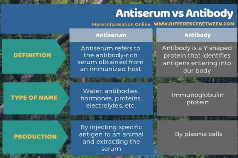 Difference Between Antiserum and Antibody | Compare the Difference ...