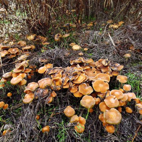 Pnw Mushroom Identification - All Mushroom Info