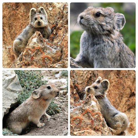 The Ili pika is a species of mammal in the northwest China. After its ...