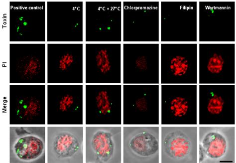 Clathrin-dependent and clathrin-independent mechanisms are involved in ...