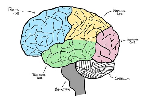 Can brain cells regenerate? | Centre of the Cell