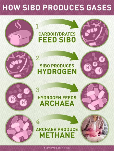 SIBO Symptoms, Causes, Testing & Diagnosis | Amy Myers MD