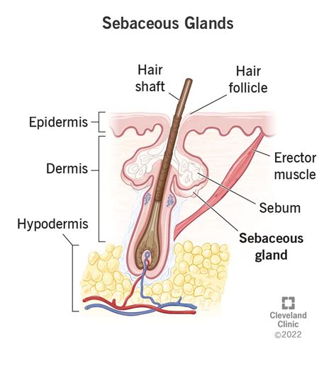 Oil Glands Diagram