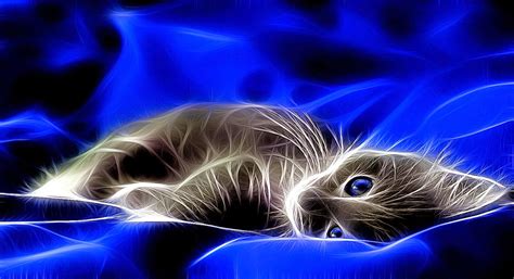 3D Cats Wallpaper Android Light | All HD Wallpapers