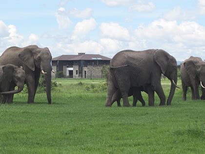 Mount Kenya Wildlife Estate – BAA ARCHITECTS