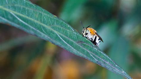 I Made A Mason Bee Habitat To Help The Environment | LittleThings.com