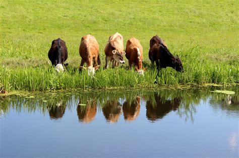 Drinking Water for Livestock - Alabama Cooperative Extension System