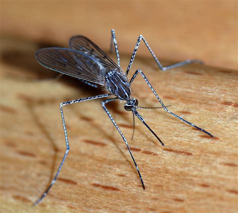 File:Mosquito 2007-2.jpg - Wikimedia Commons