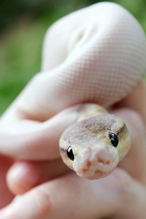 Pin by Viki13 on Змейки | Baby snakes, Cute reptiles, Cute snake