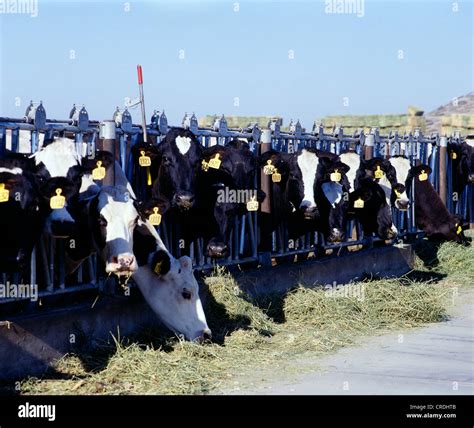 DIARY COWS EATING ALFALFA HAY / CALIFORNIA Stock Photo - Alamy