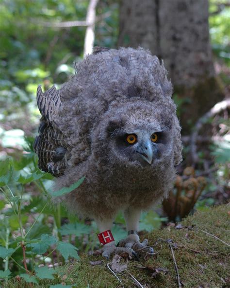 Saving the Blakiston’s fish owl | Focusing on Wildlife