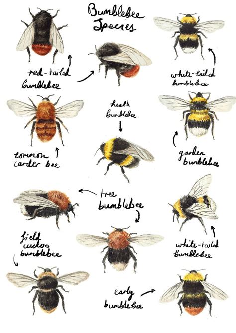 Bee Species Chart Pictures to Pin on Pinterest - PinsDaddy