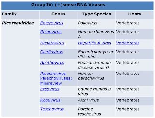 All about Viruses: Picornaviridae and Orthomyxoviridae