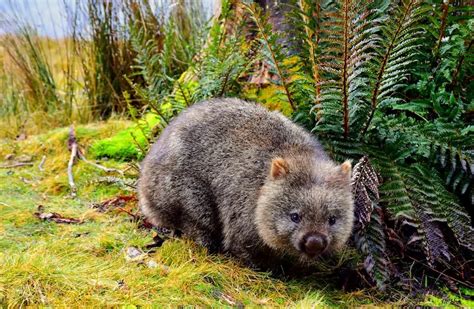 What Do Wombats Eat? Wombat Diet by Species and Season