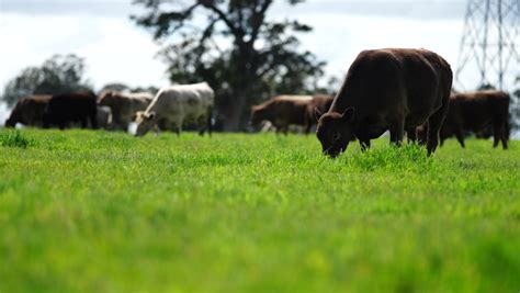 SIMMENTAL-CATTLE Footage, Videos and Clips in HD and 4K - Avopix.com