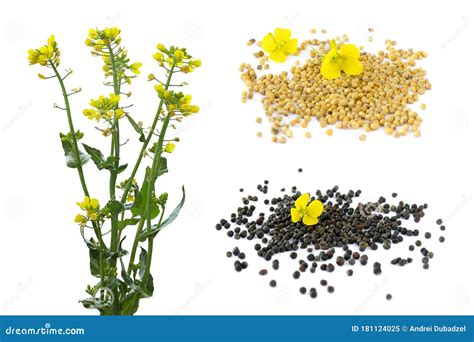 Set of Rapeseed Plants with Yellow Flowers and Seeds. Yellow Mustard ...