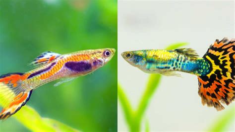 Endlers vs Guppy? Which Aquarium Fish Should Get Your Vote?