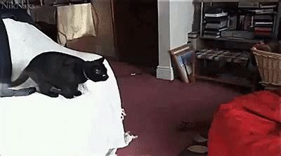 Cat Bean Bag GIF - Cat BeanBag FunnyCat - Discover & Share GIFs | Funny ...