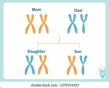 122,121 Chromosome Images, Stock Photos & Vectors | Shutterstock