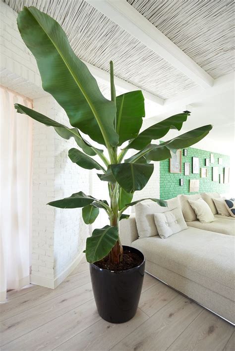 Indoor plants / Banana plant | Living room plants, Big indoor plants ...