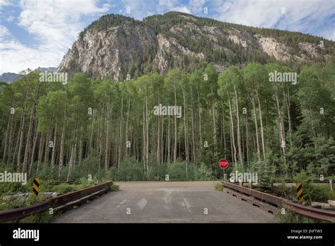 Aspen trees in Colorado Stock Photo - Alamy