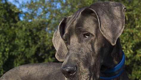 4 Most Popular Large Shorthaired Dog Breeds That Are Easy to Groom