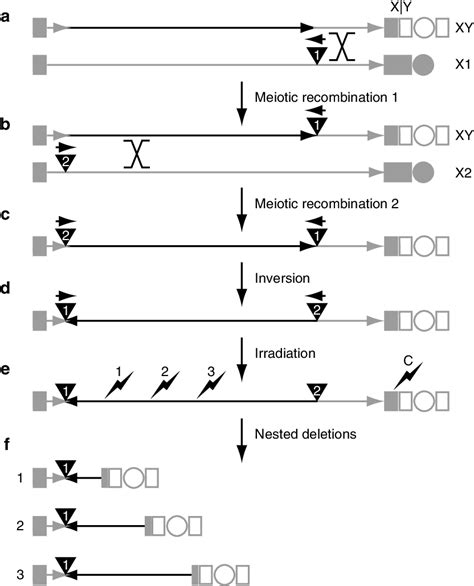 The X chromosome duplication project generated by in vivo recombination ...