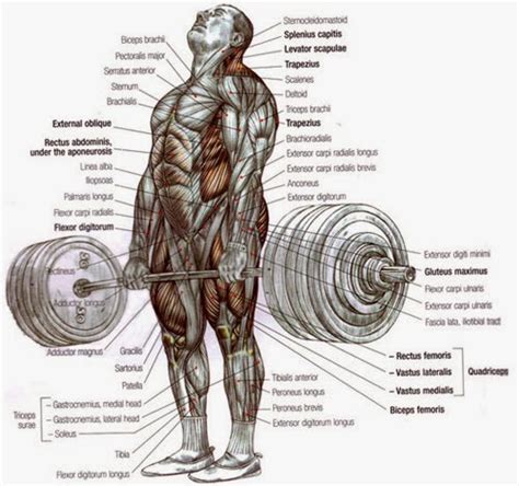 Muscles Involved in the Conventional Deadlift - All About powerlifting